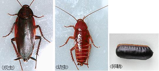 クロゴキブリの画像
