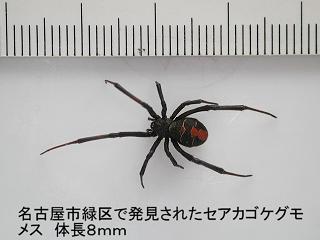 名古屋市緑区で発見されたセアカゴケグモ。全体黒色で背面中央に赤色の斑紋があります。