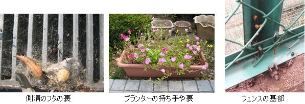 生息場所の3つの写真。左は側溝のフタの裏の写真。真ん中はプランターの写真。右はフェンスの基部の写真です。